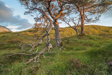 A group of scot pines above the hill of glencoe at sunset time 