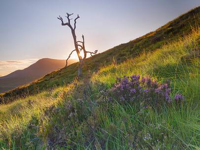 The rays of light going through the scot pine branches light up the heather