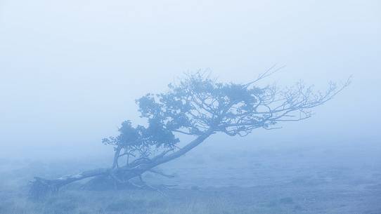 A fascinating shape of a tree on the lake side