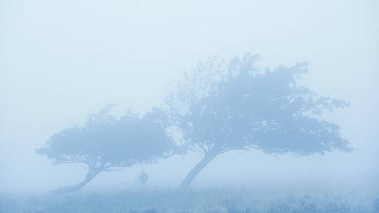 Together like they are dancer these two trees in misty morning