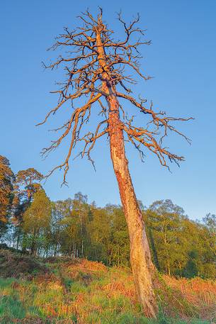 The first light in the morning embraced an amazing scot pine The first light in the morning embraced an amazing scot pine