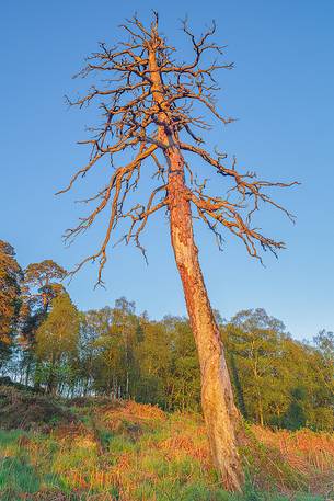 The first light in the morning embraced an amazing scot pine