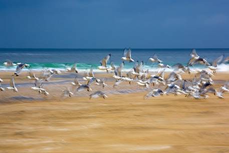 The flight of seagulls on the beach