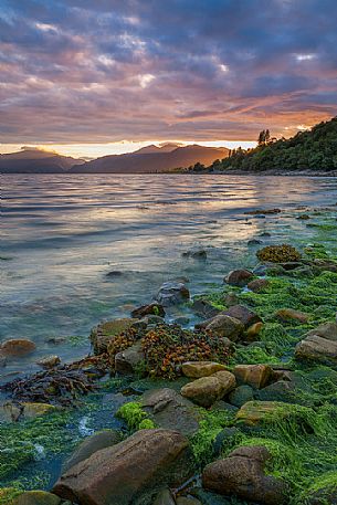 Moss and seaweed on the foreground and a great sunset on the background