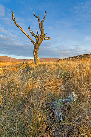 This tree has been one the most iconic of United Kingdom. 