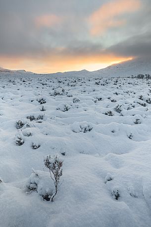 This picture has been taken after a snowfall at Rannoch Moor