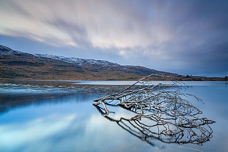 Part of a plant stands in the lake and it becomes a sort of creature of the lake