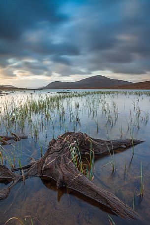 These roots of dead trees can be seen only with low tide at loch Droma. During that day in particular the dramatic sky gave a dark mood to the all scenary