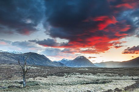 Skeleton tree portreited in a fascinating scenary and a colorful sky at afterglow time. 