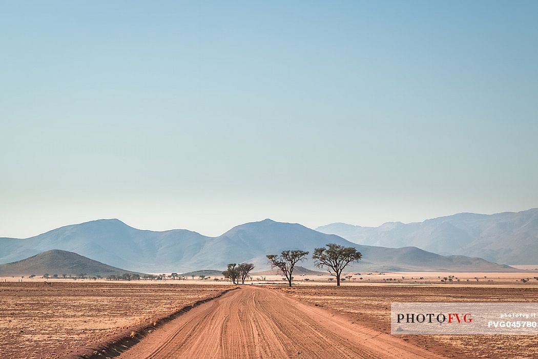 A sand road in the middle of the desert with a group of trees and Tiras Mountains in the background, Kanaan Desert Retreat, on the border of Namib Desert, Namibia, Africa