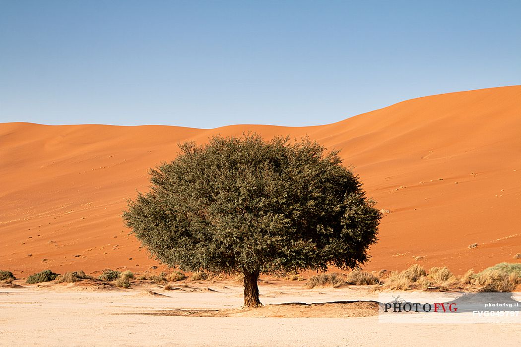 Living Camelthorn Tree against orange dunes in Sossusvlei dry pan, Namib Naukluft National Park, Namibia, Africa