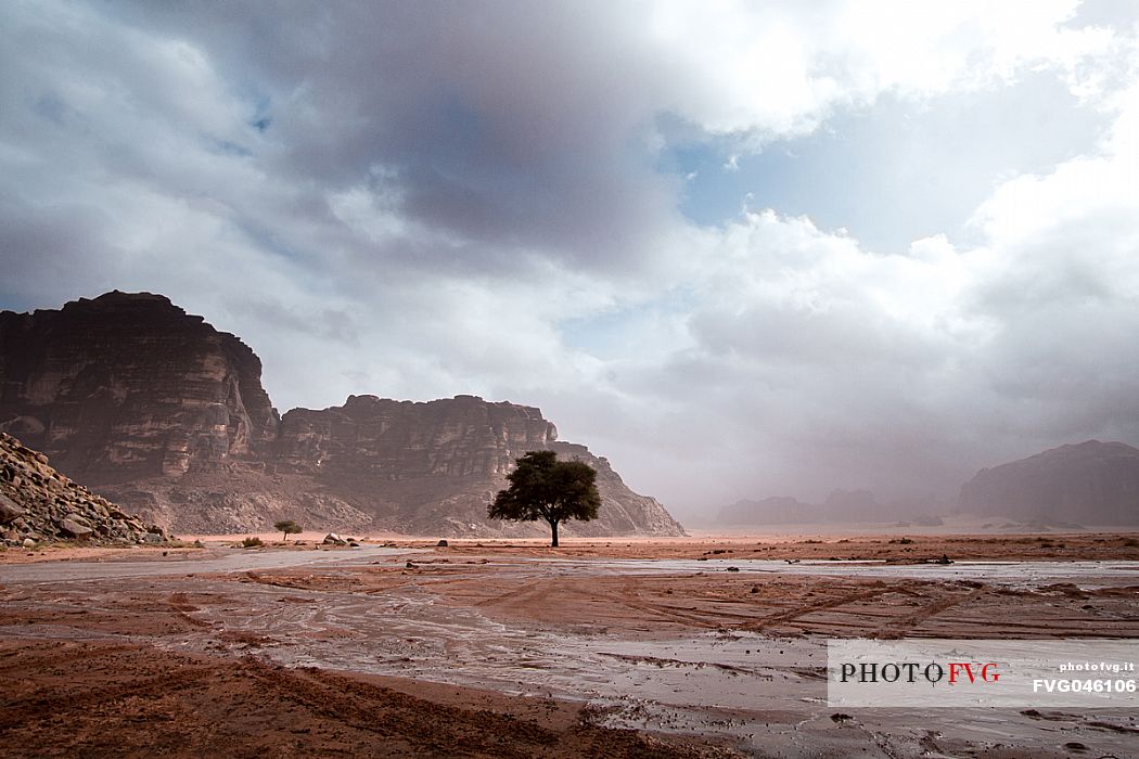 A lonely tree in the middle of Wadi Rum desert during a rain storm with heavy clouds in the background, Jordan