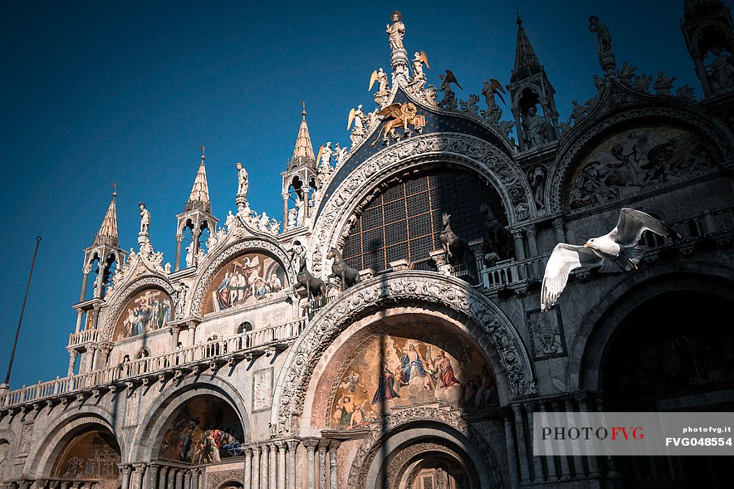 View from above on a seagull emerging from the shadow on San Marco Basilica facade, San Marco square, Venice, Italy, Europe