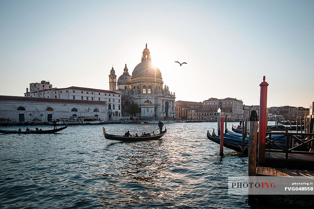 View on Grand Canal with gondolas and seagull and Basilica of Sain Mary of healt, Santa Maria della Salute, on the backgroung, Punta della dogana, Dorsoduro, Venice, Veneto, Italy, Europe