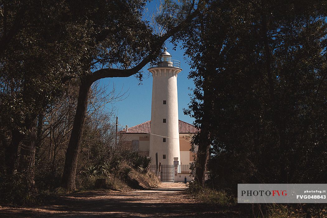 Bibione lighthouse from the pine wood, Adriatic Sea, Bibione, Veneto, Italy. Europe