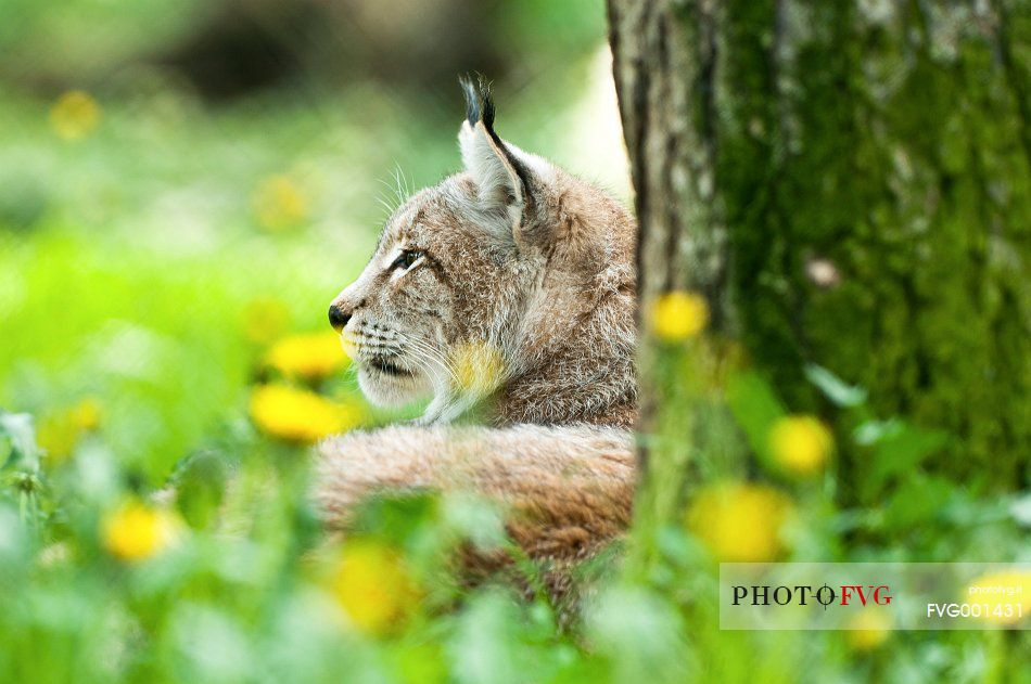 Lynx
(lynx lynx) in the forest