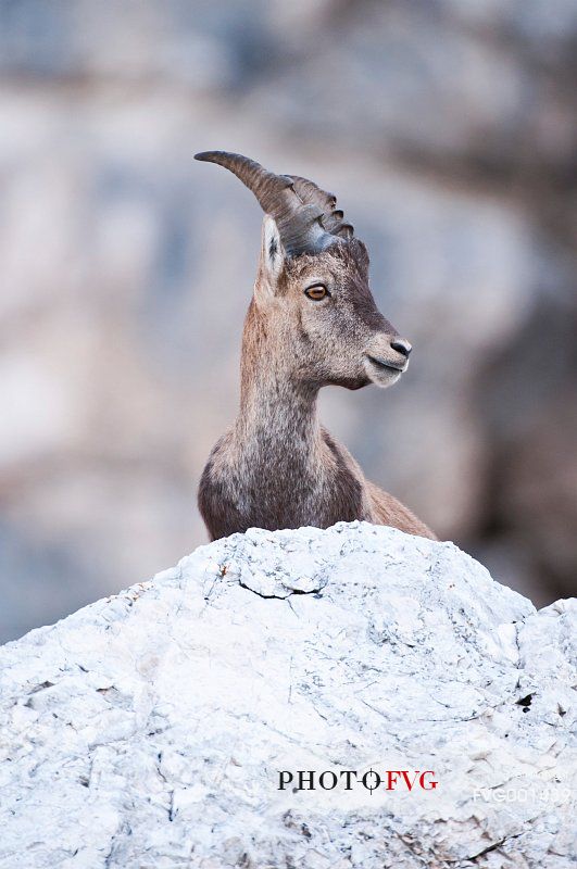 Summer,
ibex (capra ibex) 
mountain