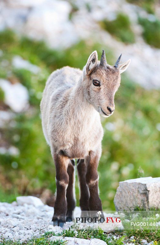 Summer,
ibex pup (capra ibex) 
mountain