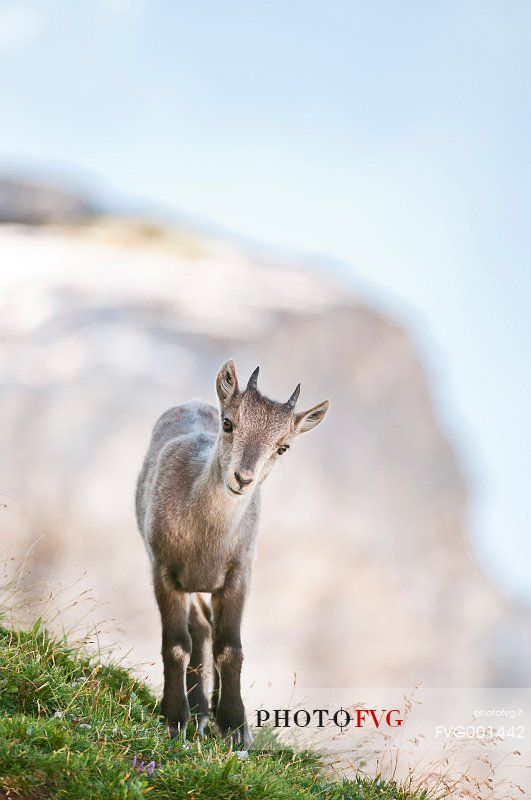 Summer,
ibex pup (capra ibex) 
mountain
