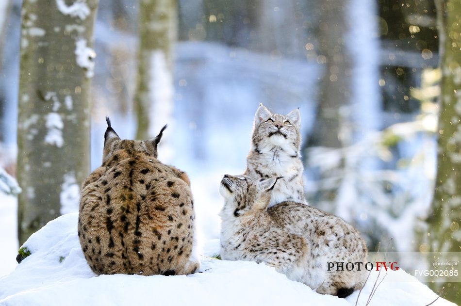 Linci (Lynx Lynx) in the
forest under an intense snowfall