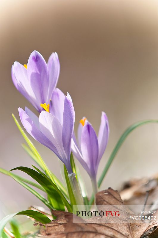 Crocus blooming announces spring season