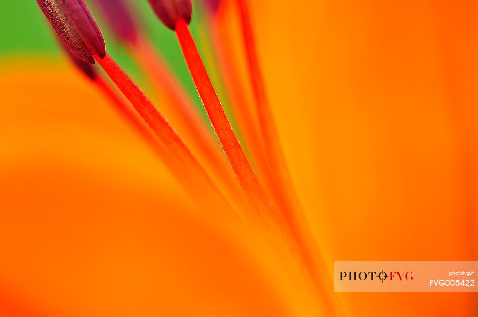 The intense colour of San Giovanni Lily