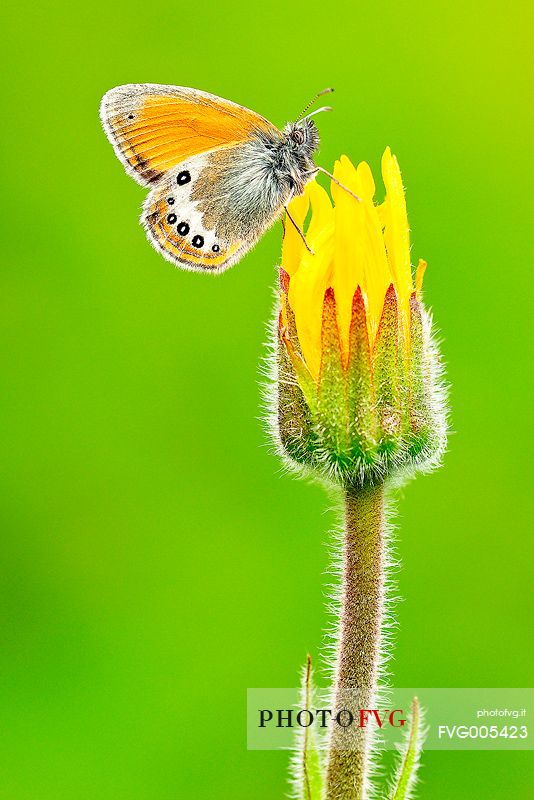 Butterfly over an alpine flower