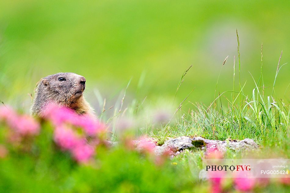 Shy alpine marmot appears among rhododendrons