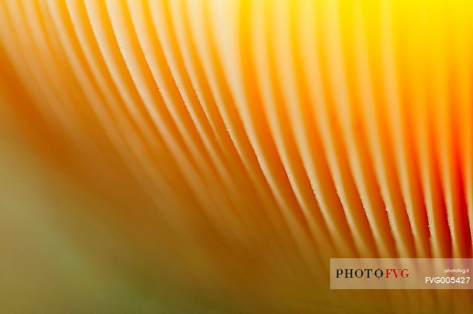 Light filtering through the lamellaes of Amanita muscaria