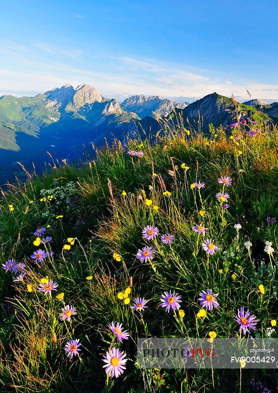 Aster flowering frames Coglians Group