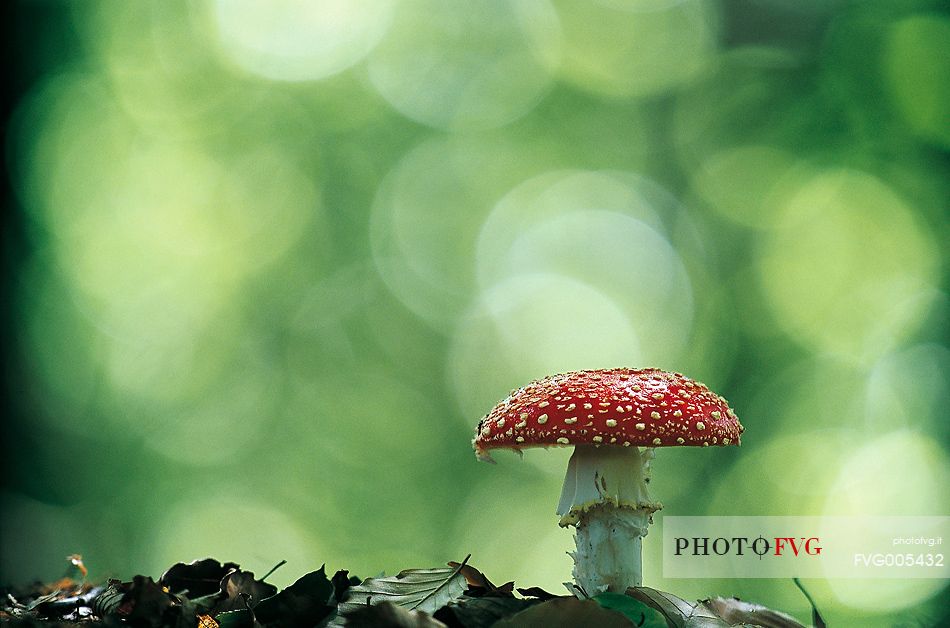 Amanita Muscaria mushroom, the poisonous mushroom
