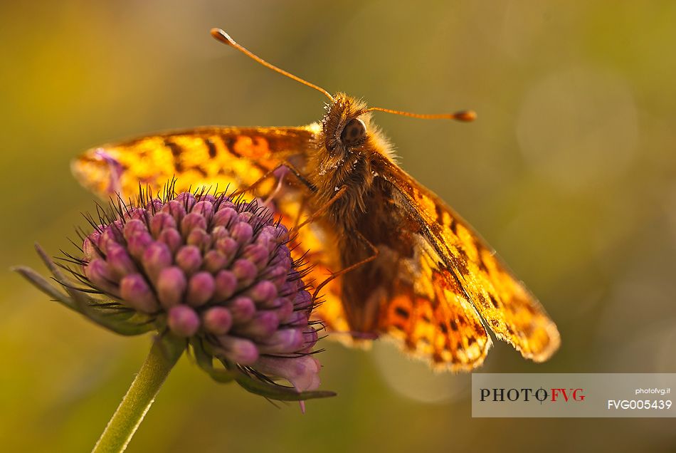 Butterfly on flower