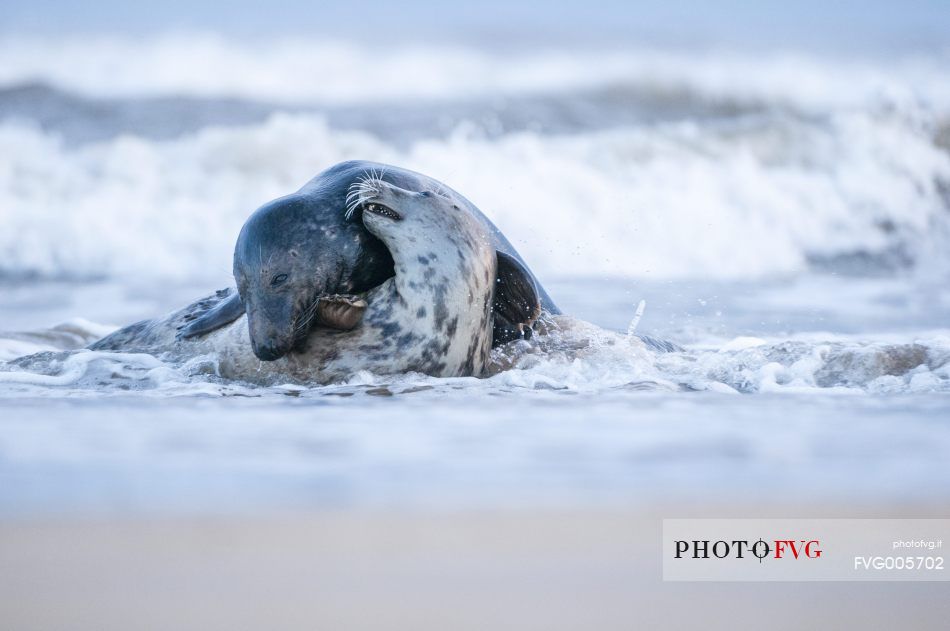 rituals of love between grey seal 