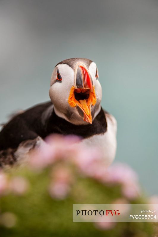 the color and the sympaty of the puffin