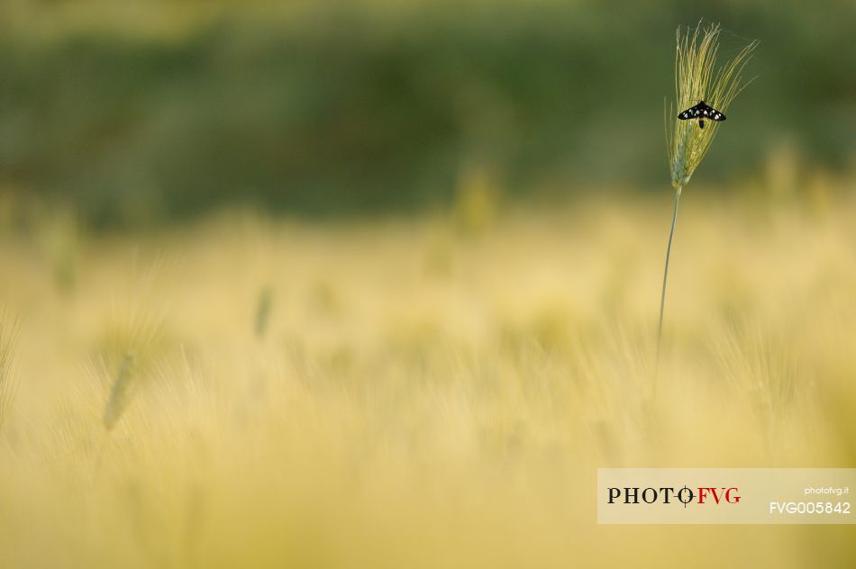 life amog the fields