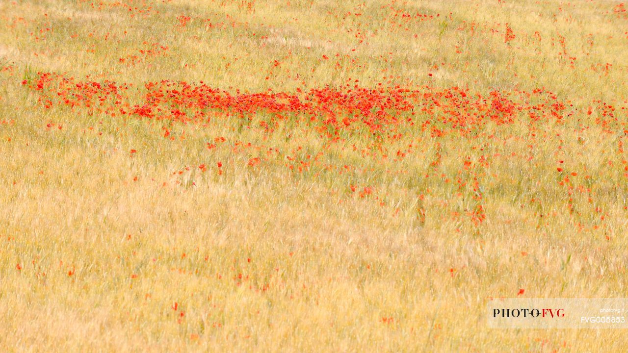 Colour amog the fields