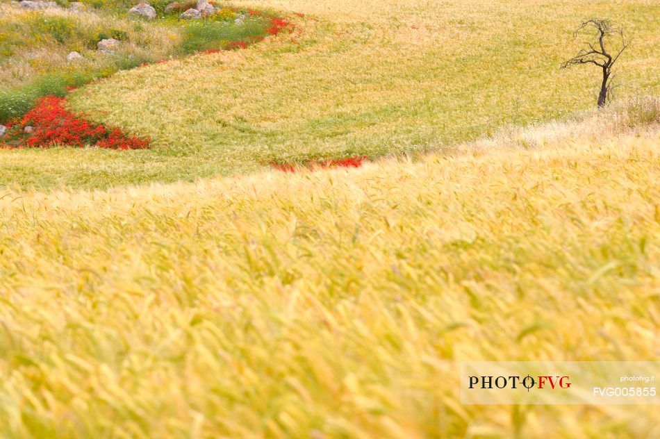 Colour amog the fields