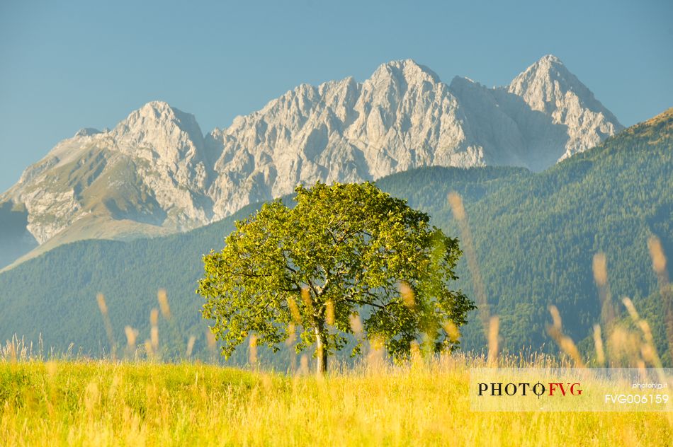 the chains of Coglians mountains above meadows of Ovaro