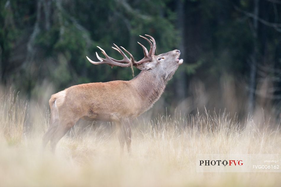 The belling of the deer love