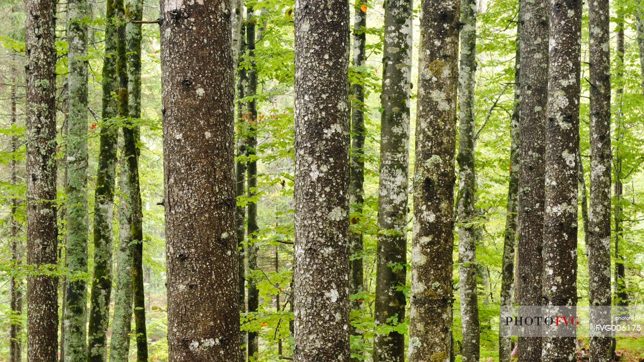 the perfect geometry of a forest in the spring