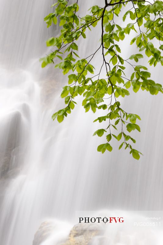 the roar of the waters of melting snow