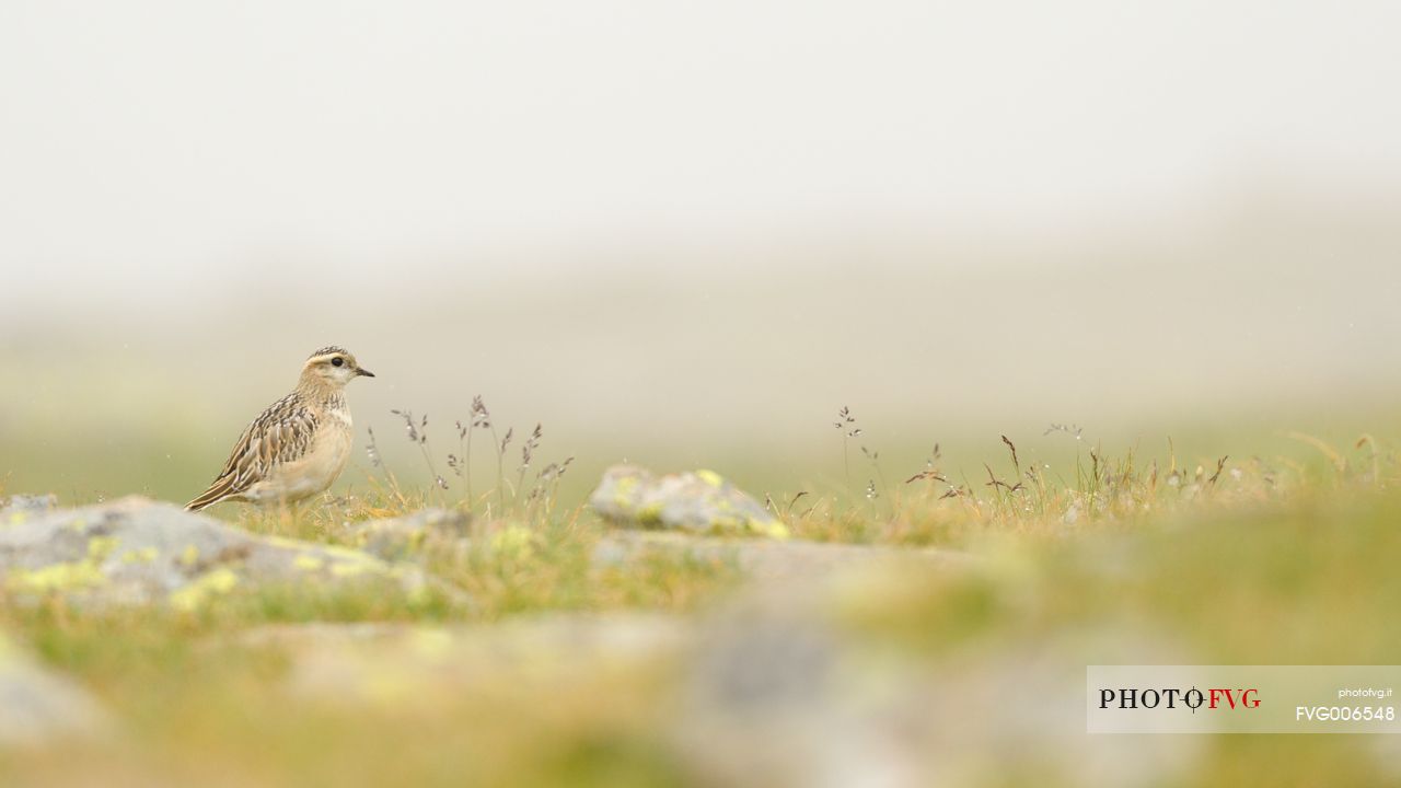 he Piviere tortolino during the migration stopover in the highlands of the mountain of veneto