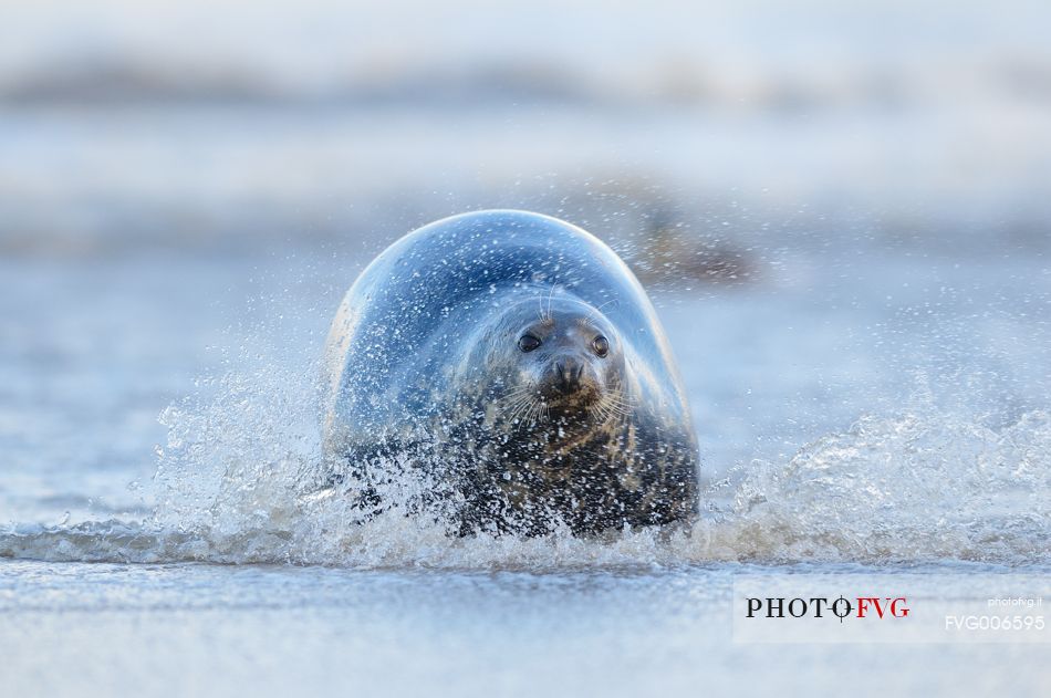 gray seals flock to the beach of Donna Nook during the winter to give birth and mate