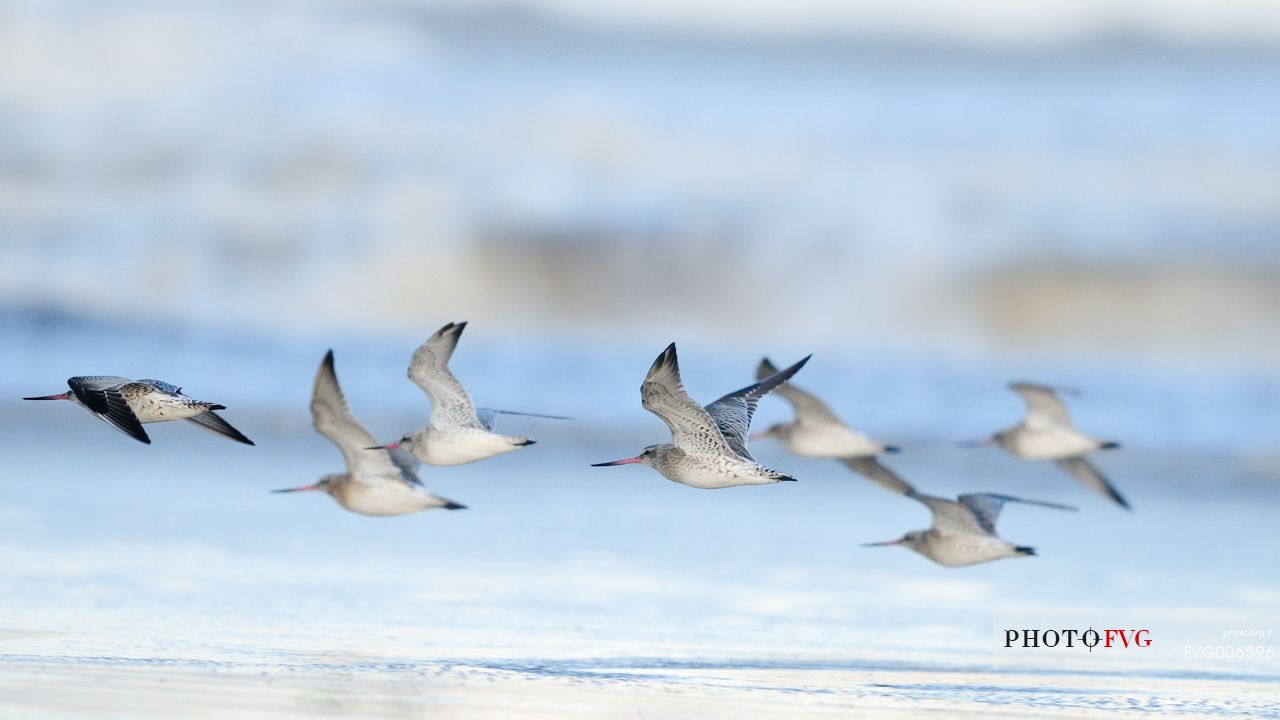 wadders populate the  Donna Nook beach along with the gray seals