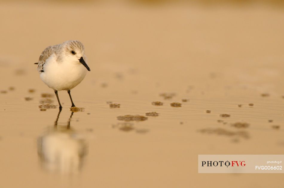 wadders populate the  Donna Nook beach along with the gray seals