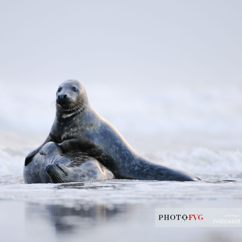 gray seals flock to the beach of Donna Nook during the winter to give birth and mate