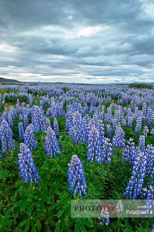 lupine flowers as a far as the eye color the volcanic soils of iceland