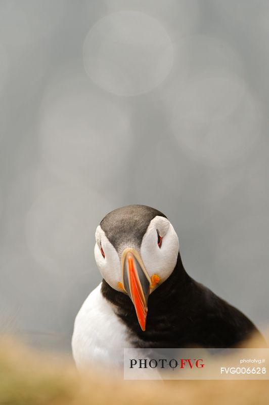 the cute and colorful Puffins crowd the cliffs of Latrabjarg