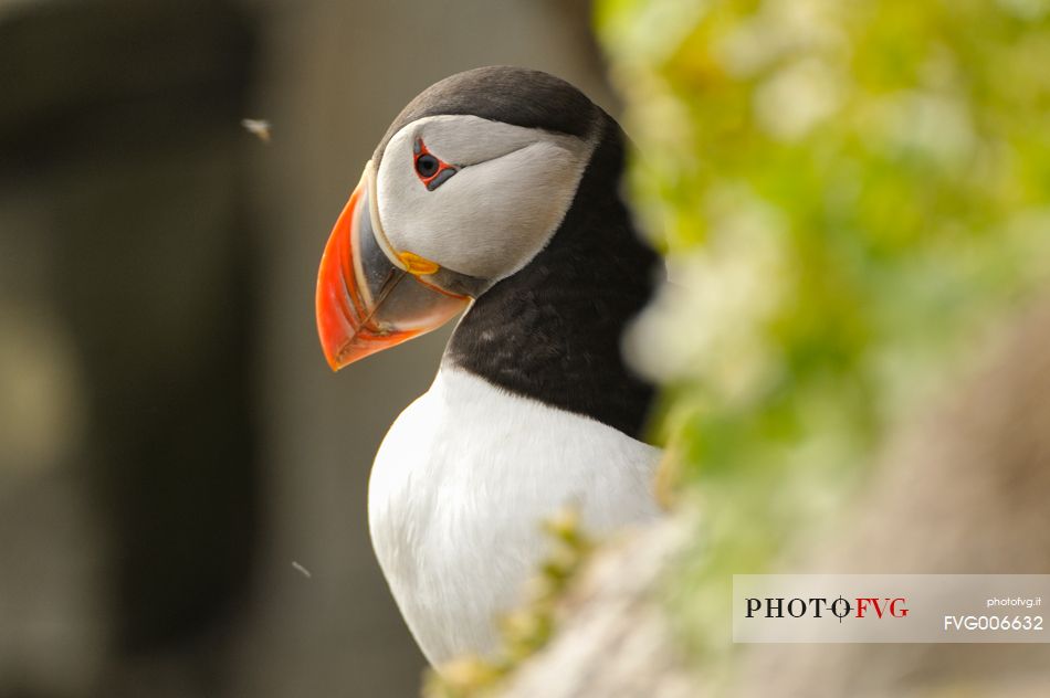 the cute and colorful Puffins crowd the cliffs of Latrabjarg