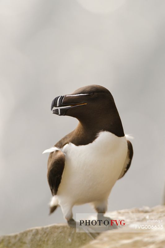 the elegance guillemot crowd the cliffs of Latrabjarg